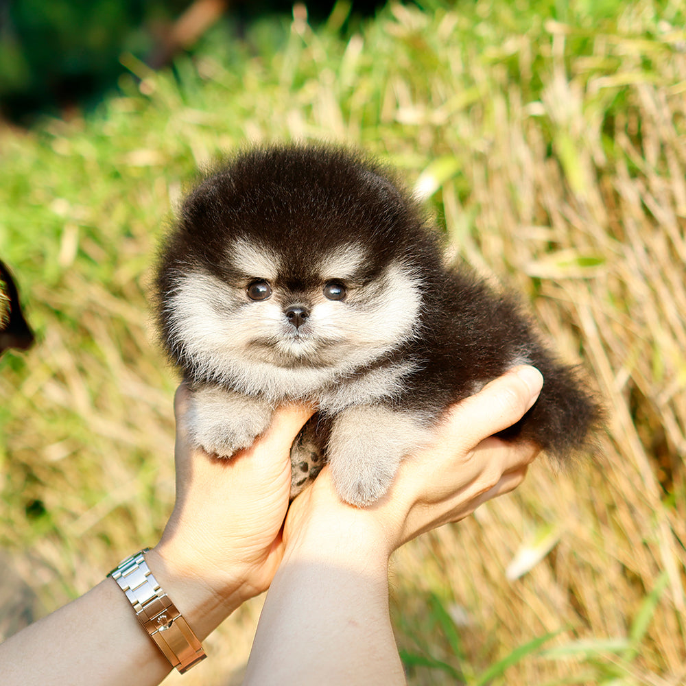 Pomeranian - Chai (Female) $4500