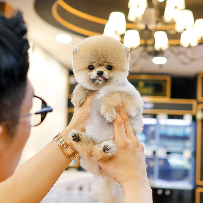 Pomeranian - Banjjak (Female) $2400