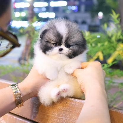 Pomeranian - Angpang (Female)