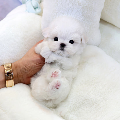 Maltese - Hello (Male) $2500