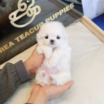 Maltese - Pposoon (Female)