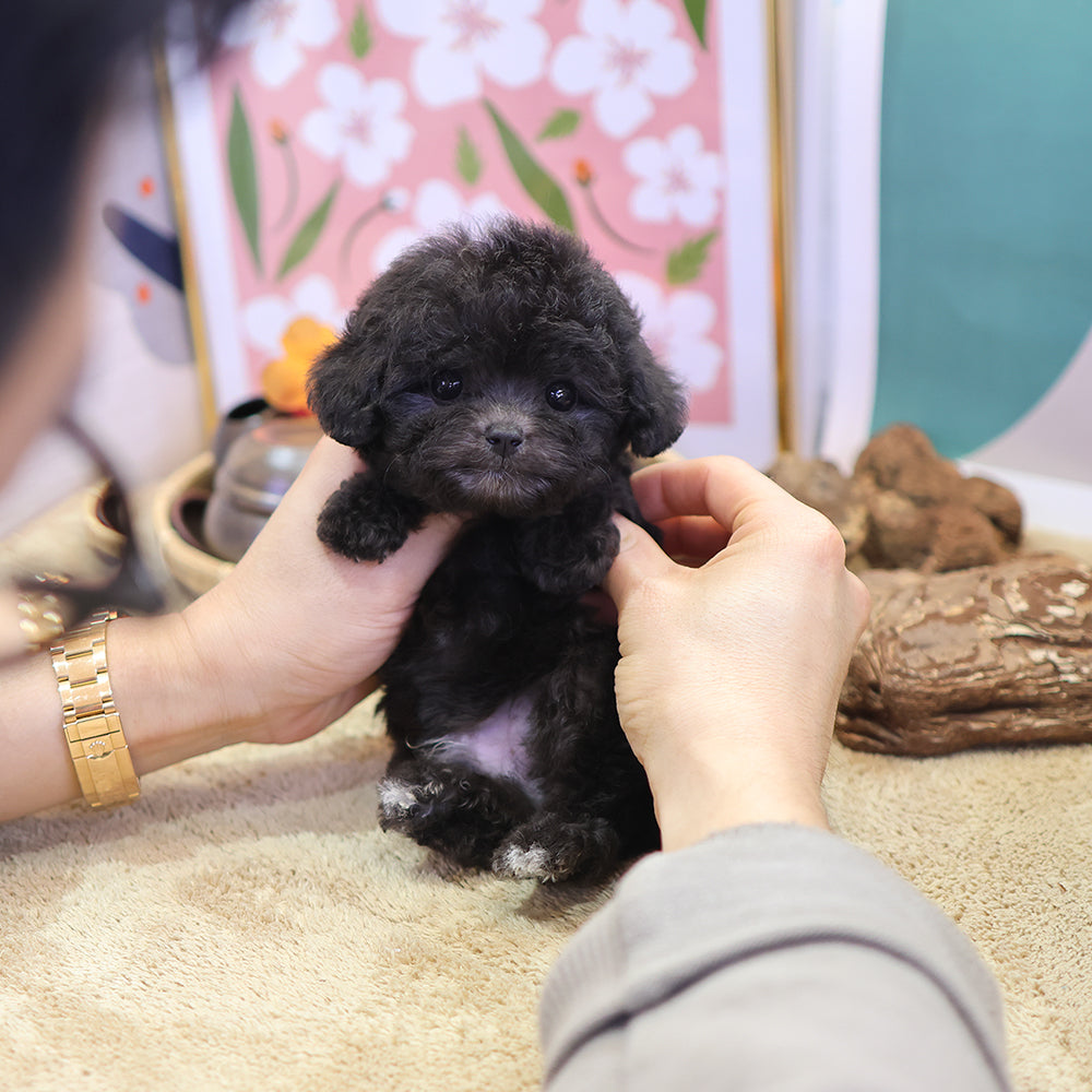 Poodle - Luna (Male) $3000