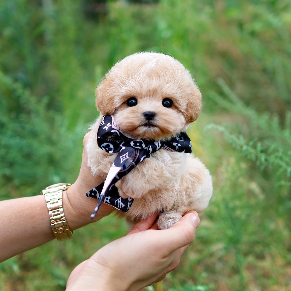 Maltipoo - Gongju (Female) $3200