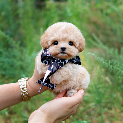 Maltipoo - Gongju (Female) $3200