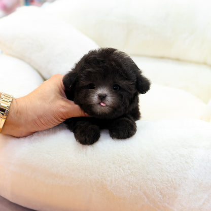 Poodle - Kkomdol (Male) $5400