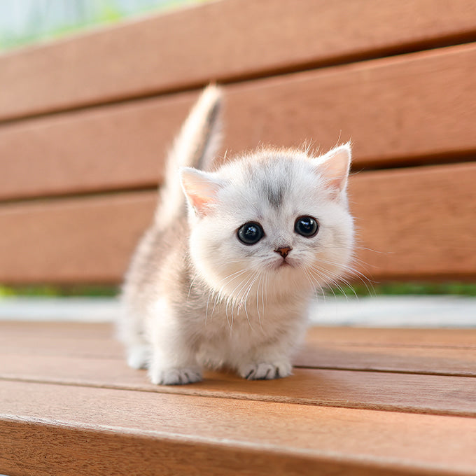Munchkin - Ruki (Female)