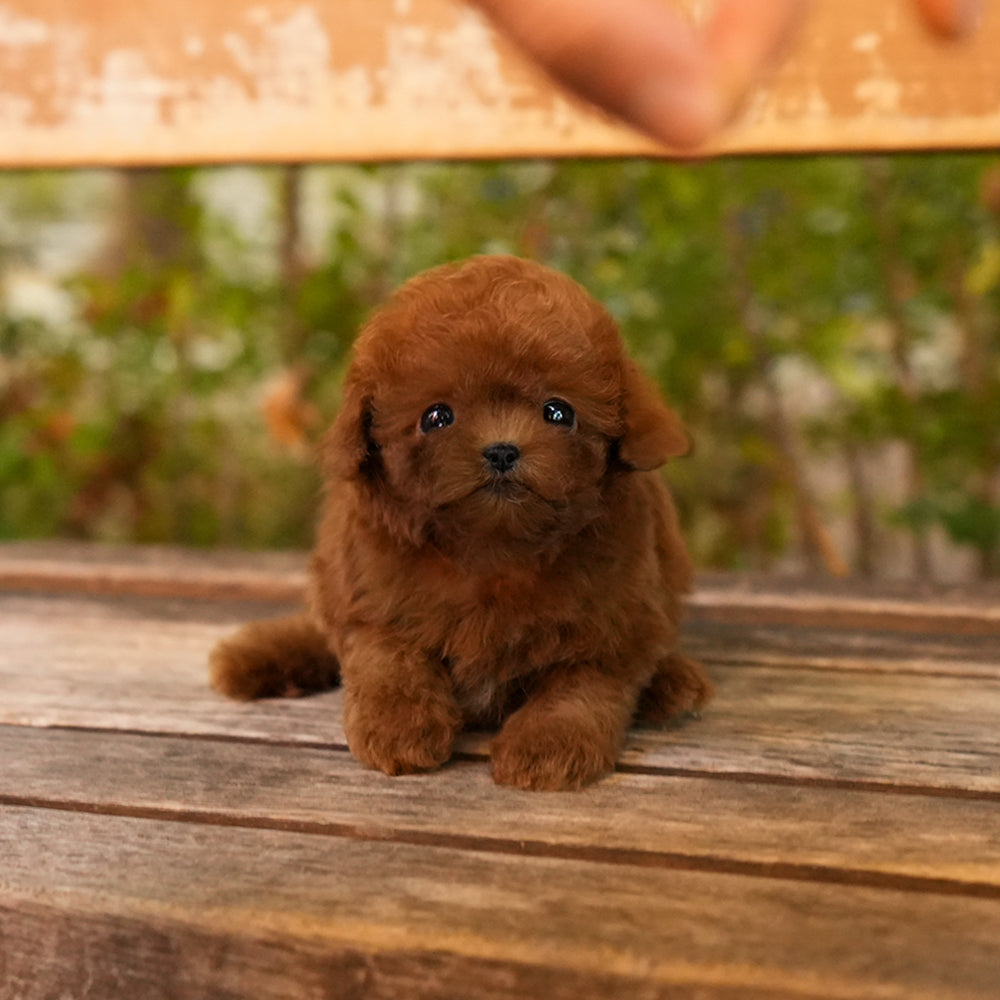 Poodle - Sahara (Female) $3800