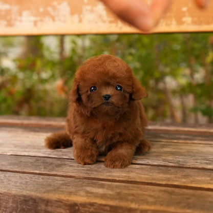 Poodle - Sahara (Female) $3800