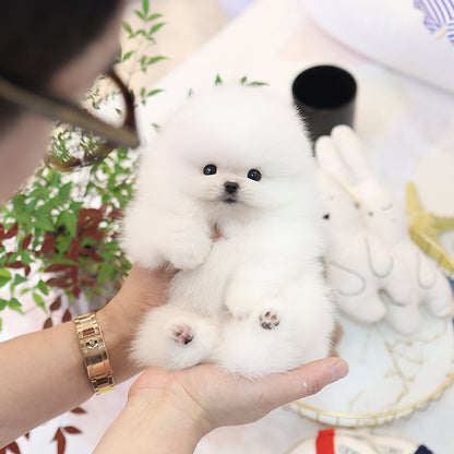 Pomeranian - Hayang (Male)