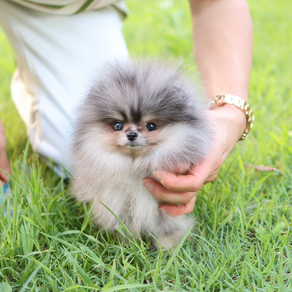 Pomeranian - Mao (Male) $4300