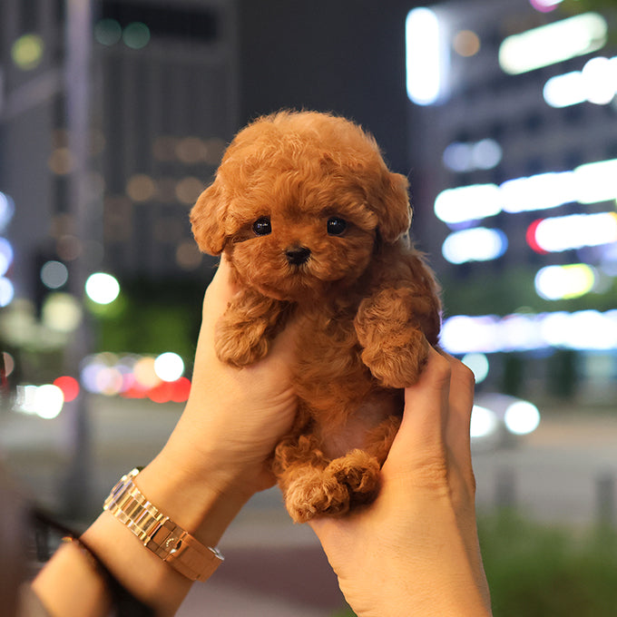 Poodle - Gaeul (Female) $2600