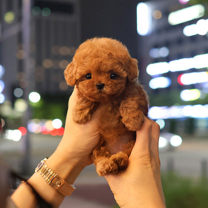 Poodle - Gaeul (Female) $2600