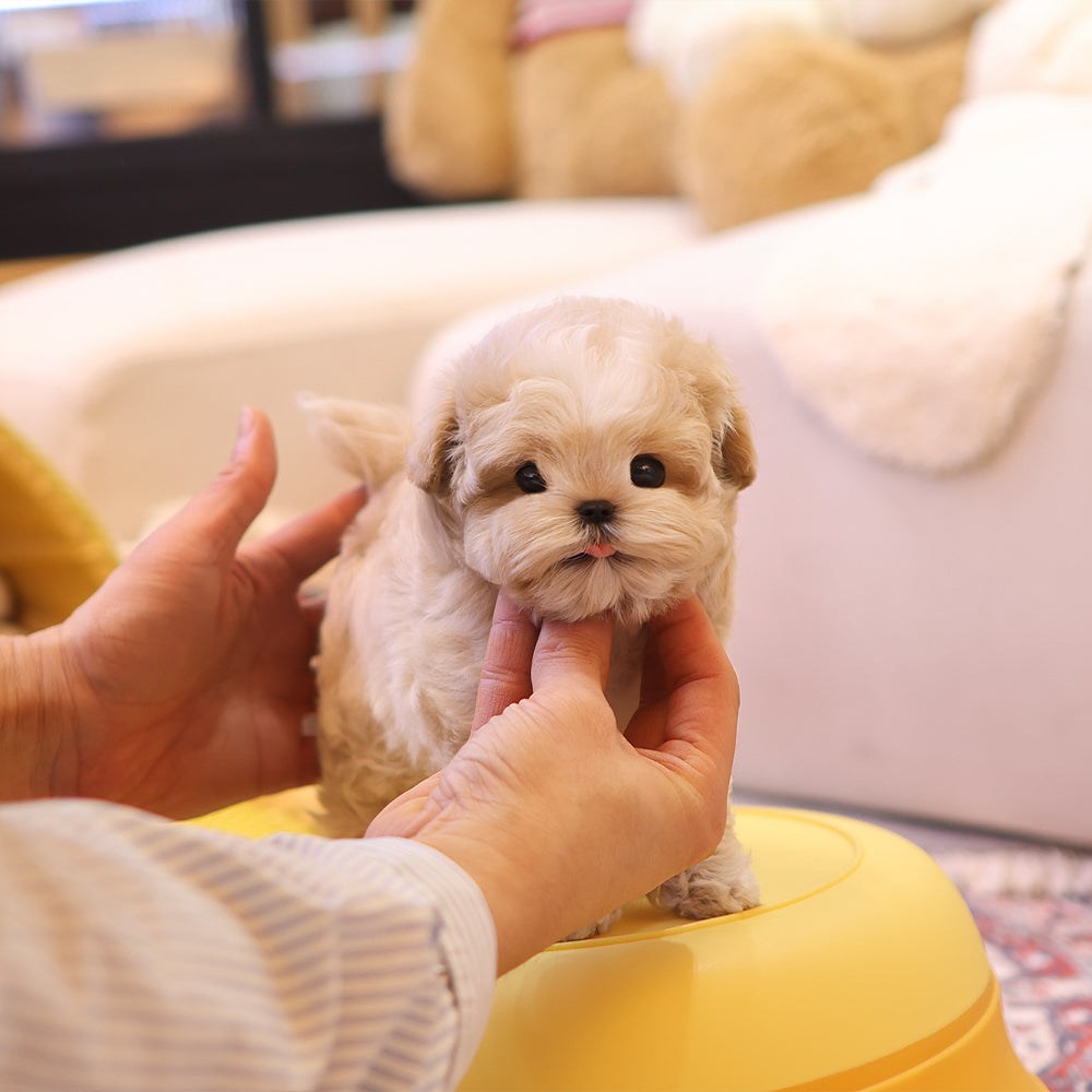 Maltipoo - Seoltang (Male) $4400