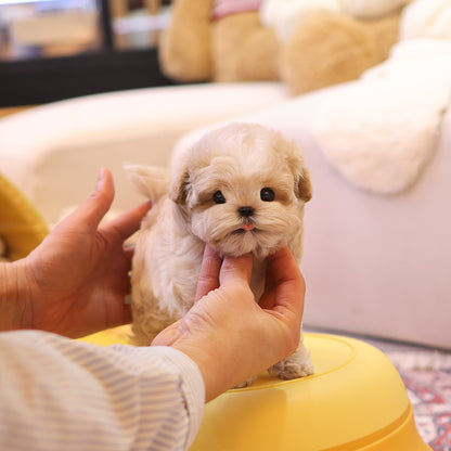 Maltipoo - Seoltang (Male) $4400