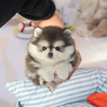 Pomsky - Popo (Male)