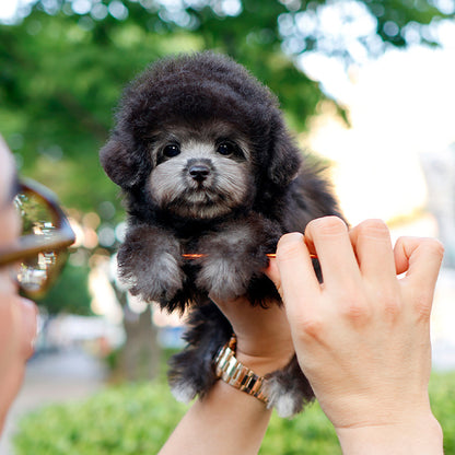 Poodle - Indi (Male)