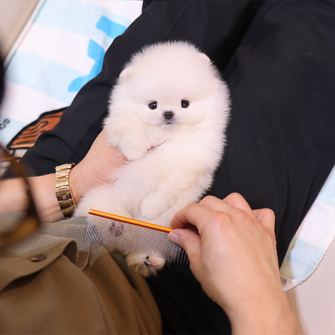 Pomeranian - Roro (Male)