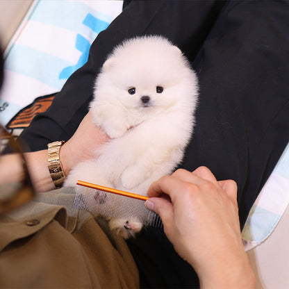 Pomeranian - Roro (Male)