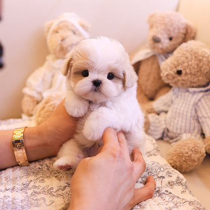 Maltipoo - Kenzi (Male) $2400
