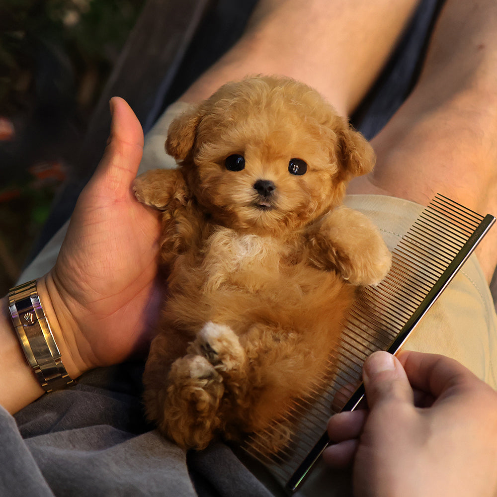 Poodle - Duna (Female)