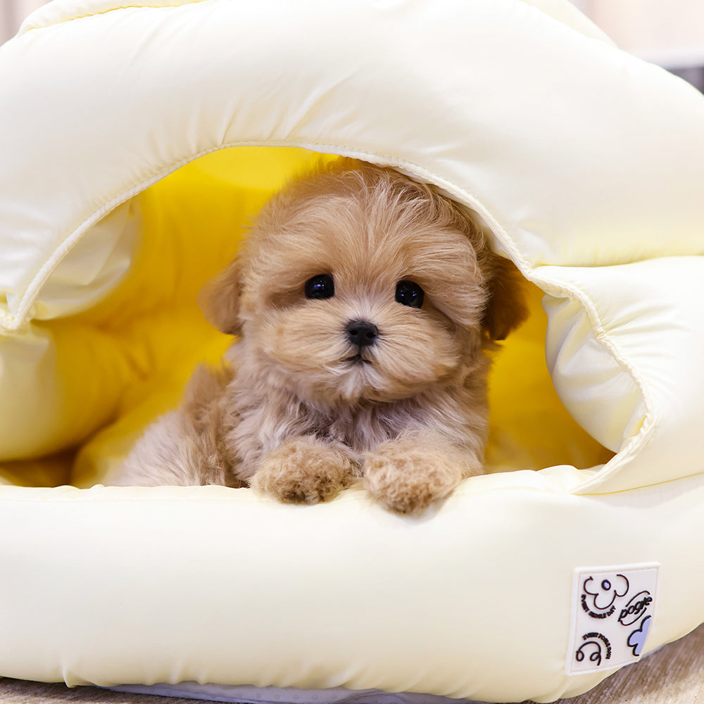 Maltipoo  - Bangbang (Male) $3800