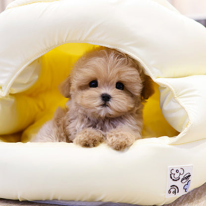 Maltipoo  - Bangbang (Male) $3800