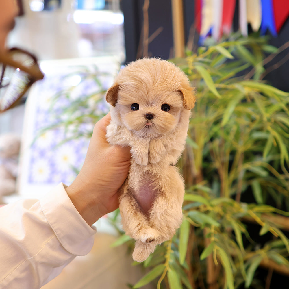 Maltipoo - Ttotto (Female) $3400