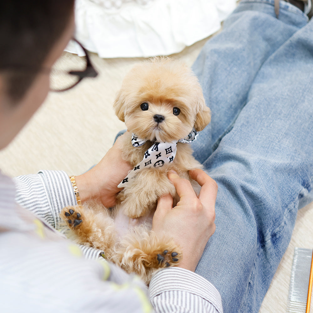 Maltipoo - Gwangsu (Male) $2000