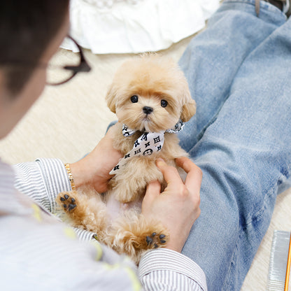 Maltipoo - Gwangsu (Male) $2000