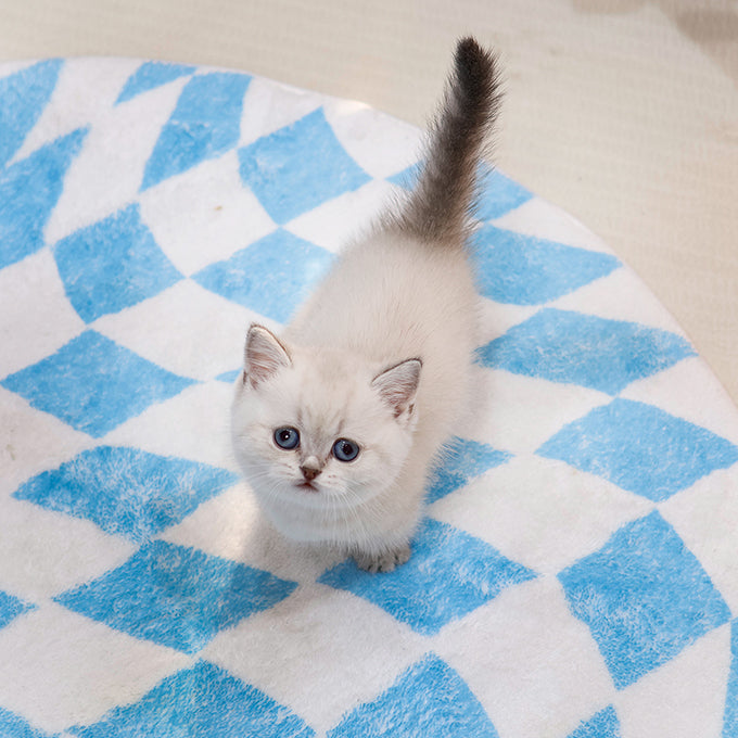 Munchkin - Raepeo (Female)