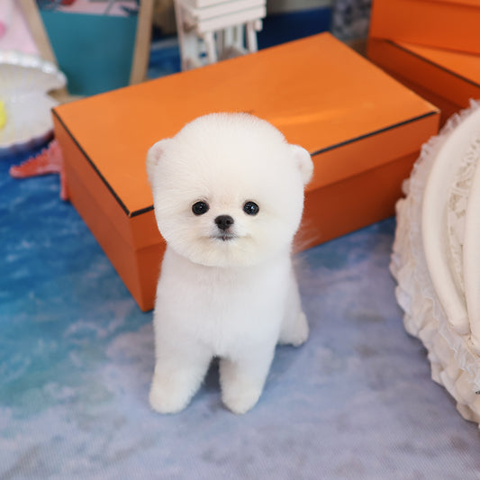Pomeranian - Moji (Male) $2200