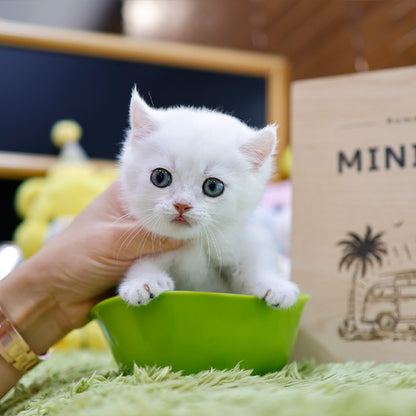 Munchkin - Dori (Male)