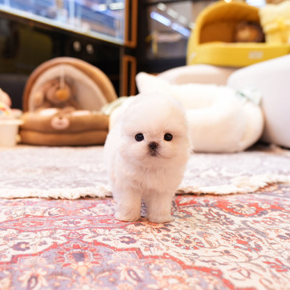 Maltese - Ppogeul (Male) $3000