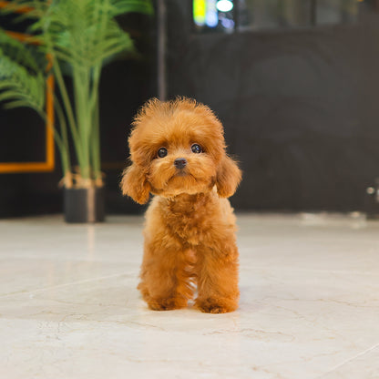 Poodle - Mokai (Male) $3200
