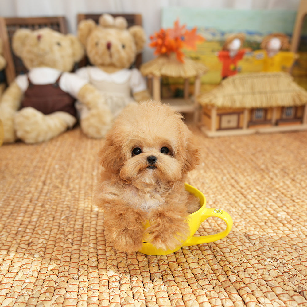 Poodle - Kkuni (Male) $2400