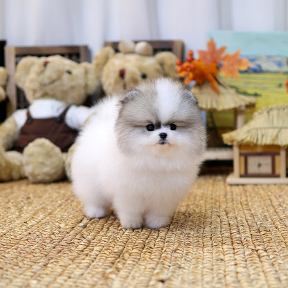 Pomeranian - Pudung (Male) $4500