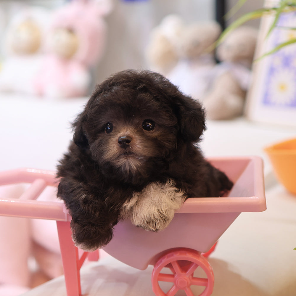 Poodle - Aki (Male) $3400