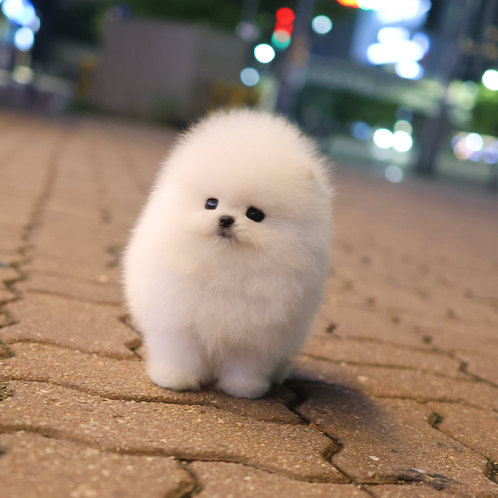Pomeranian - Yuyu (Female) $5200