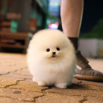 Pomeranian - Jjeopjjeop (Male) $5000