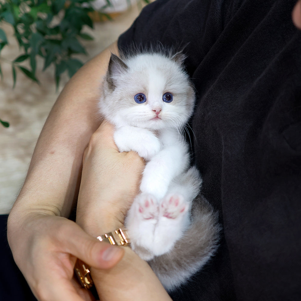 Ragdoll - Baekho (Male) $3000