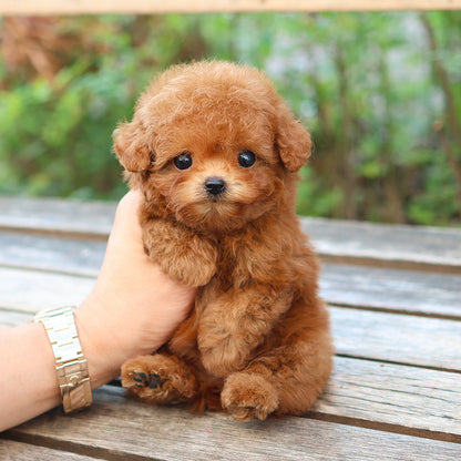 Poodle - Ppippi (Female) $3200