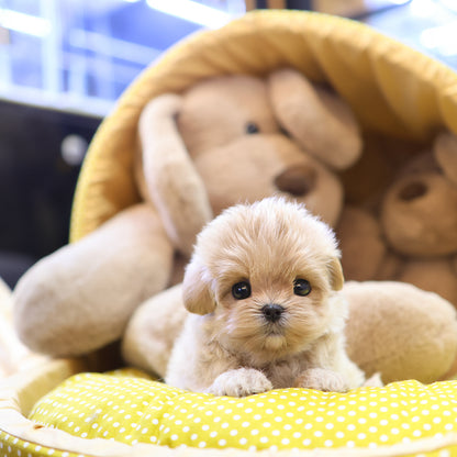 Maltipoo - Mika (Male)