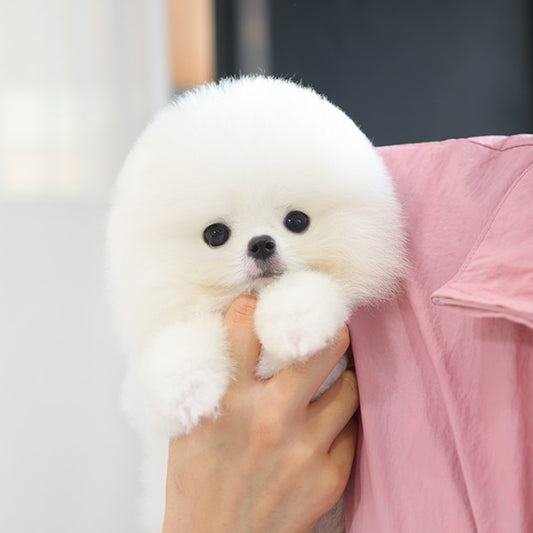 Pomeranian - Haon (Male)