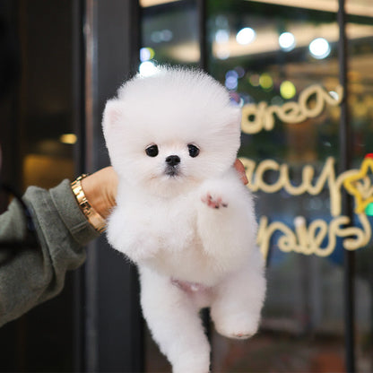 Pomeranian - Chappo (Male)