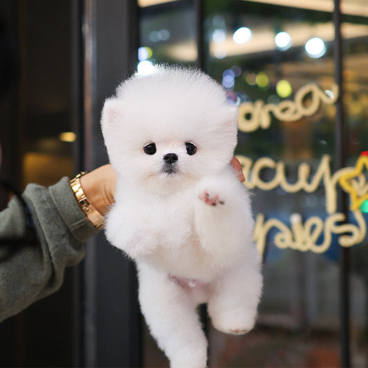 Pomeranian - Chappo (Male) $3200