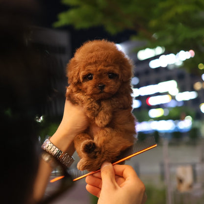 Poodle - Chaka (Female)
