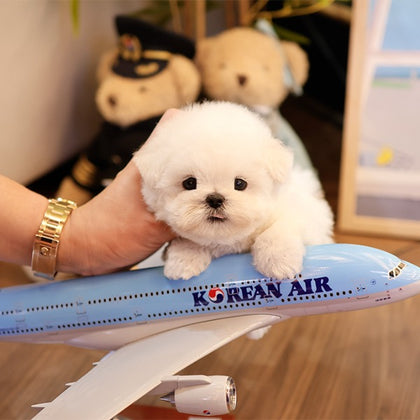 Bichon Frise - Bingbing (Male)