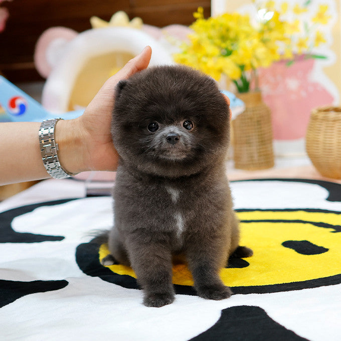 Teacup Pomeranian female puppy available at Cute Ptiga