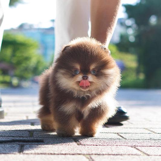 Pomeranian - Beri (Male)