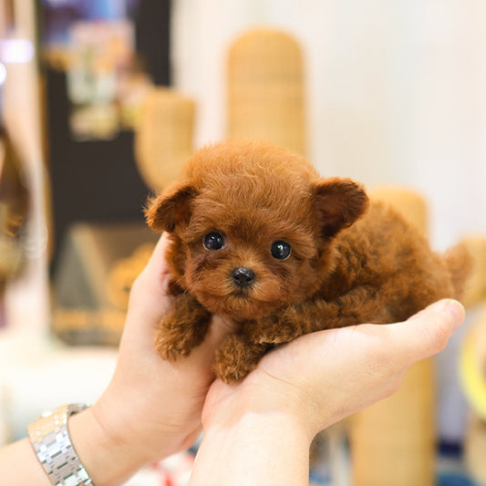 Poodle - Rini (Female)